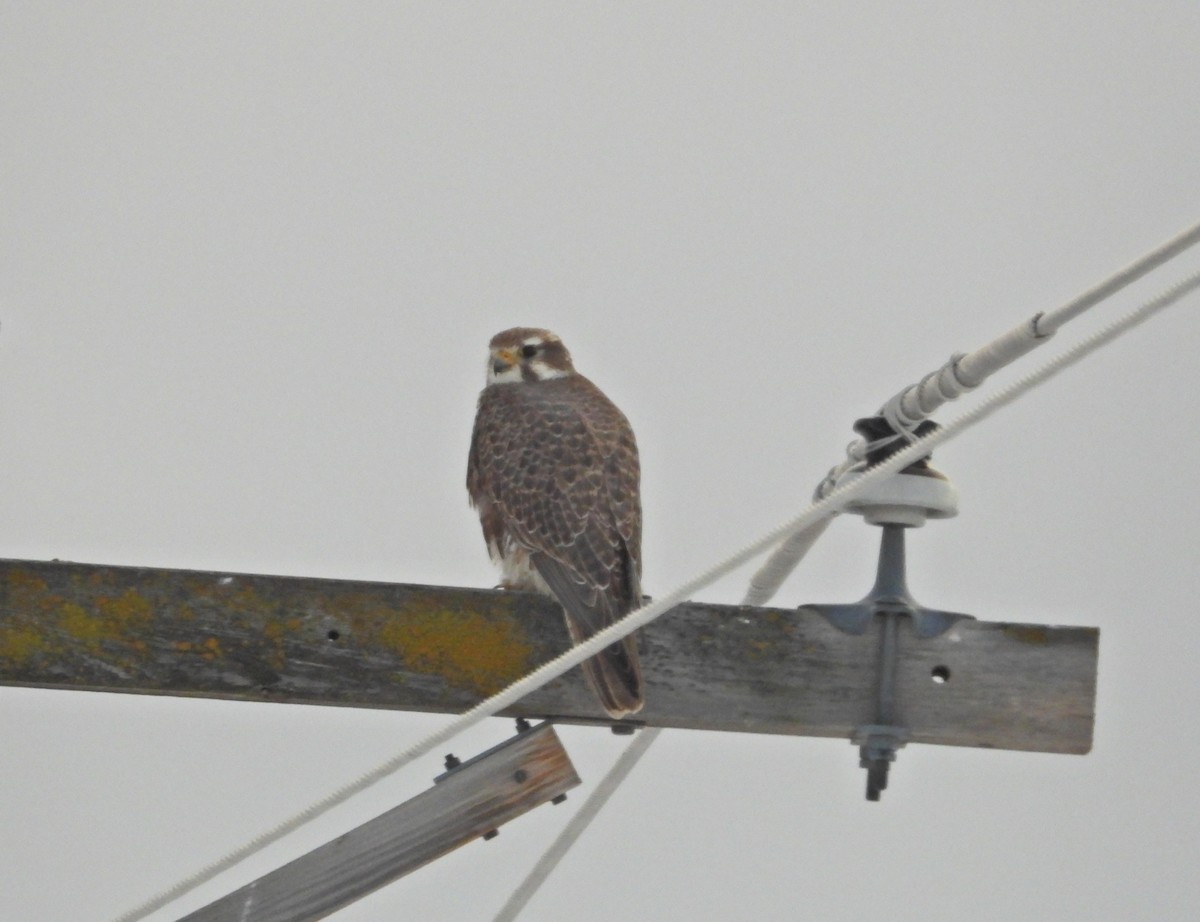 Prairie Falcon - ML629111791