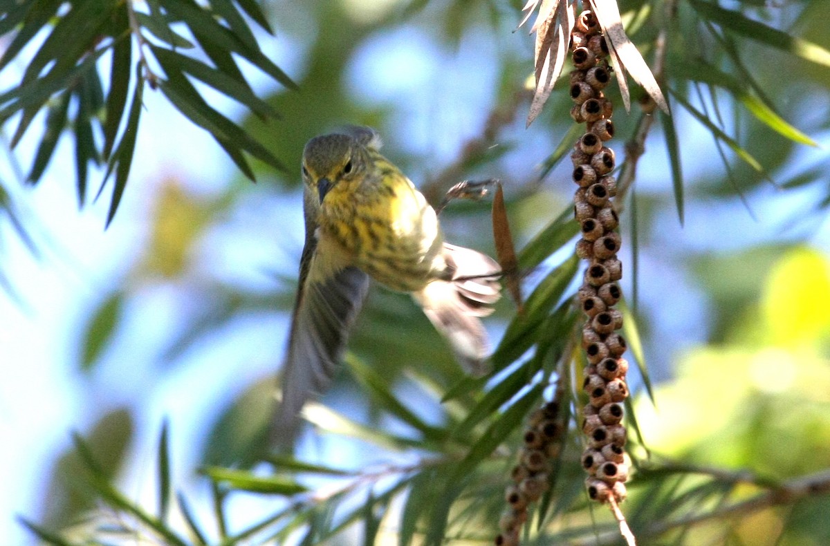 Cape May Warbler - ML629111810