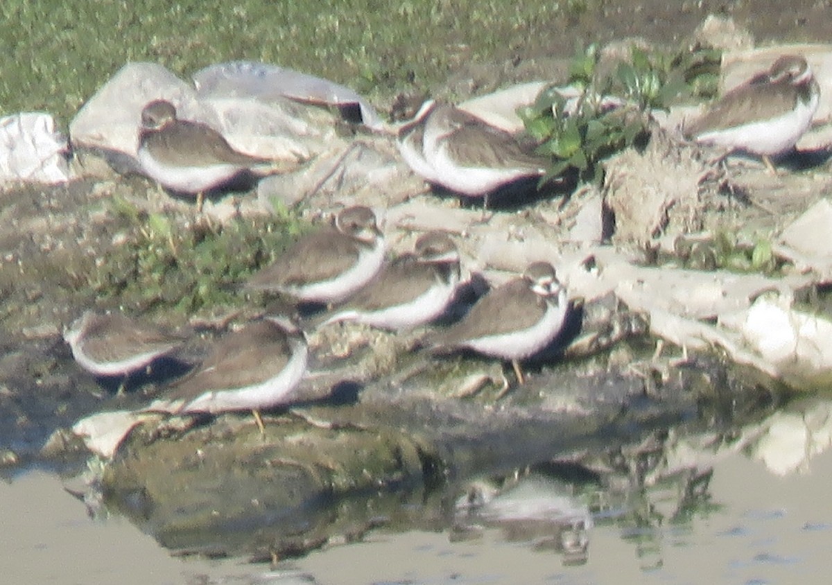 Semipalmated Plover - ML629111842