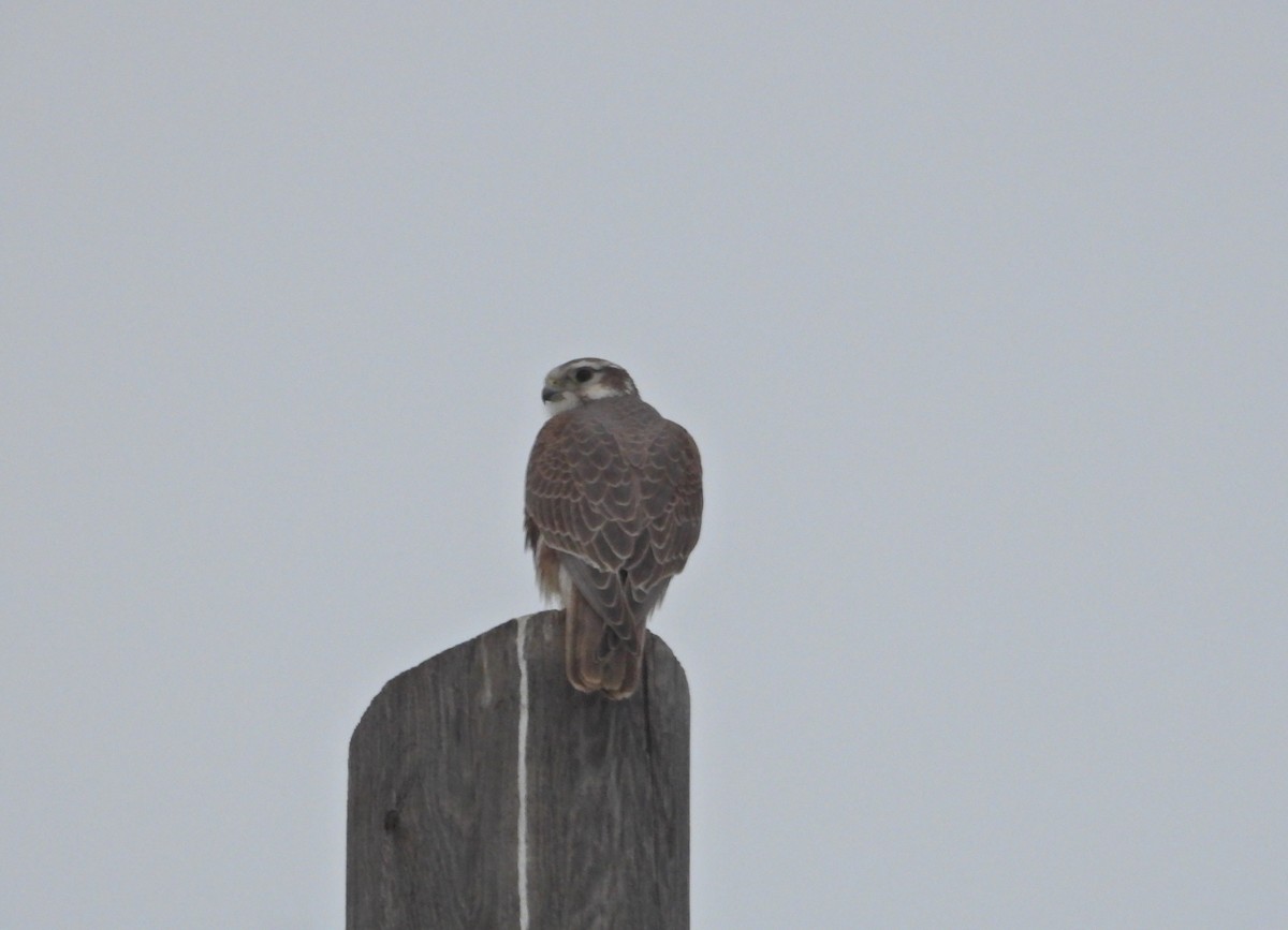 Prairie Falcon - ML629111847