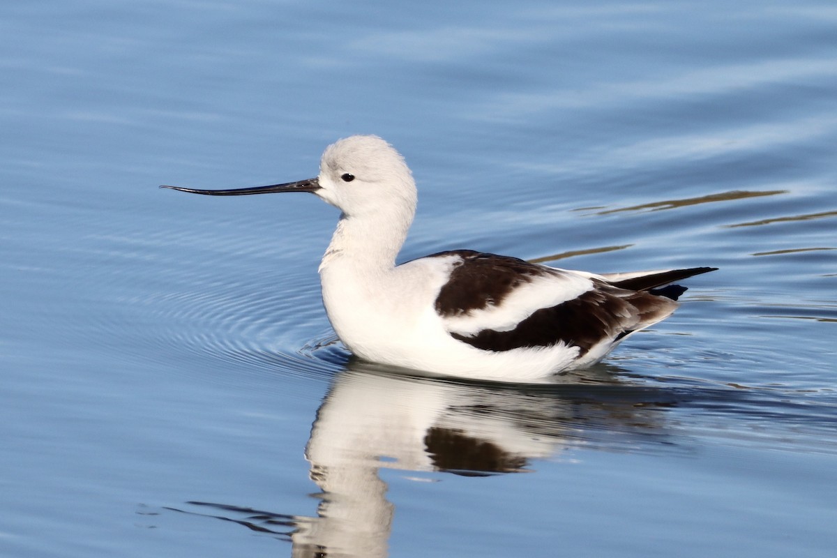 American Avocet - ML629111880