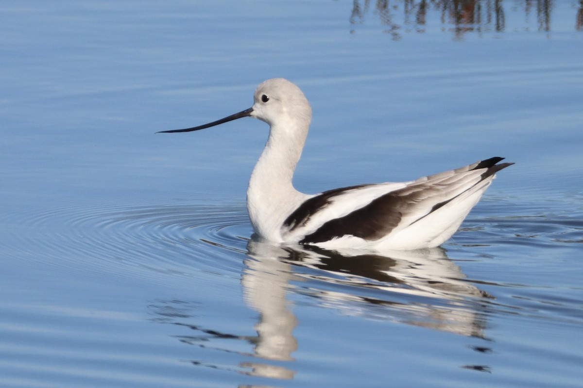 American Avocet - ML629111888