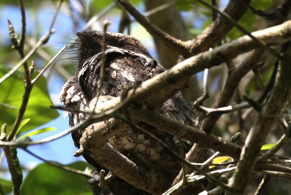 Cuban Nightjar - ML629111911