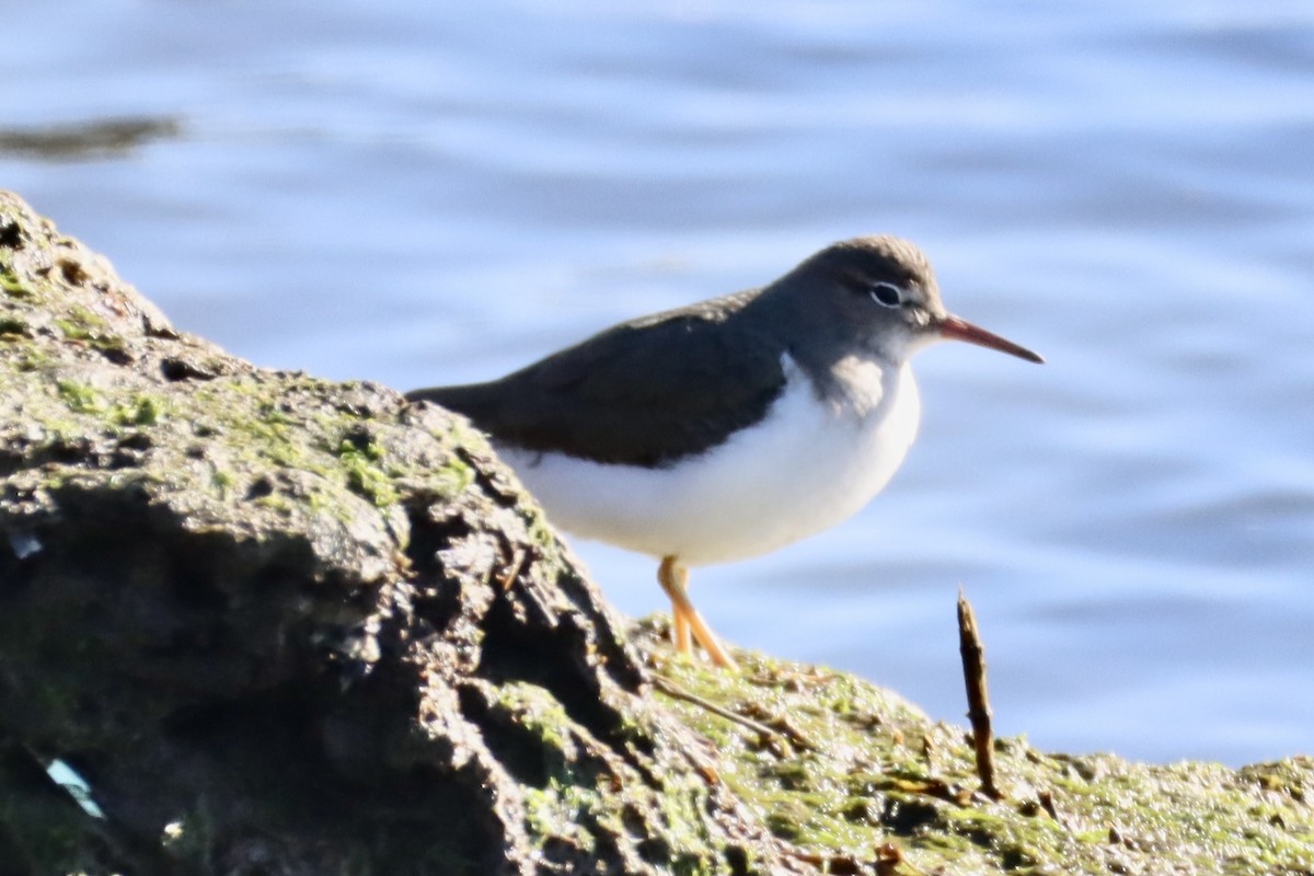 Spotted Sandpiper - ML629111926