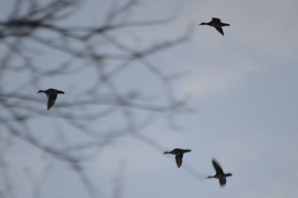 Wood Duck - ML629111942