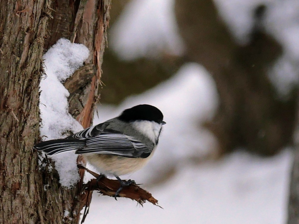 Black-capped Chickadee - ML629111950