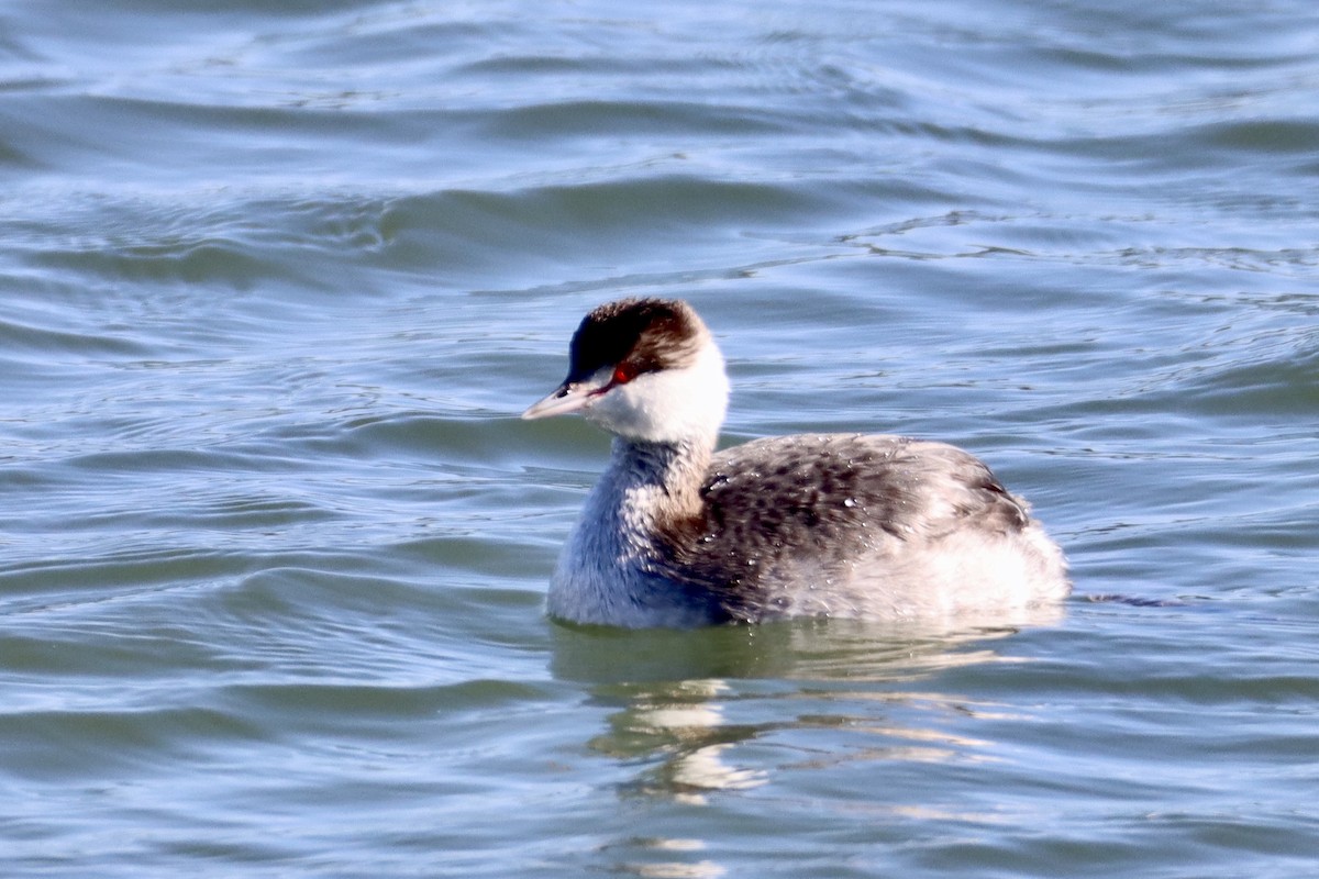 Horned Grebe - ML629111965