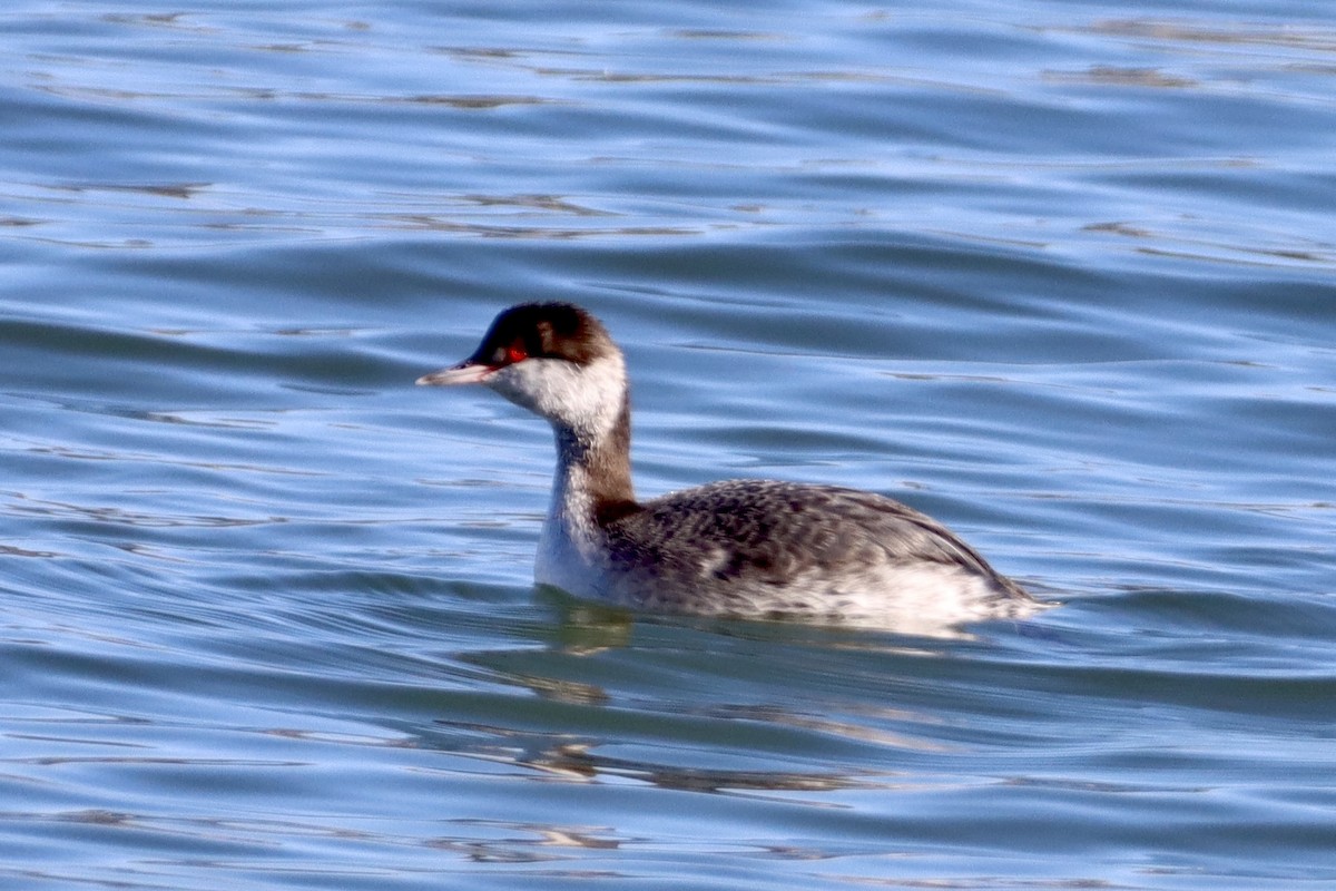 Horned Grebe - ML629111987