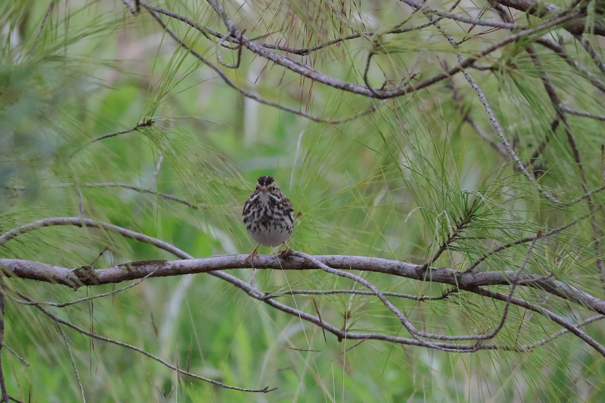 Savannah Sparrow - ML629112014