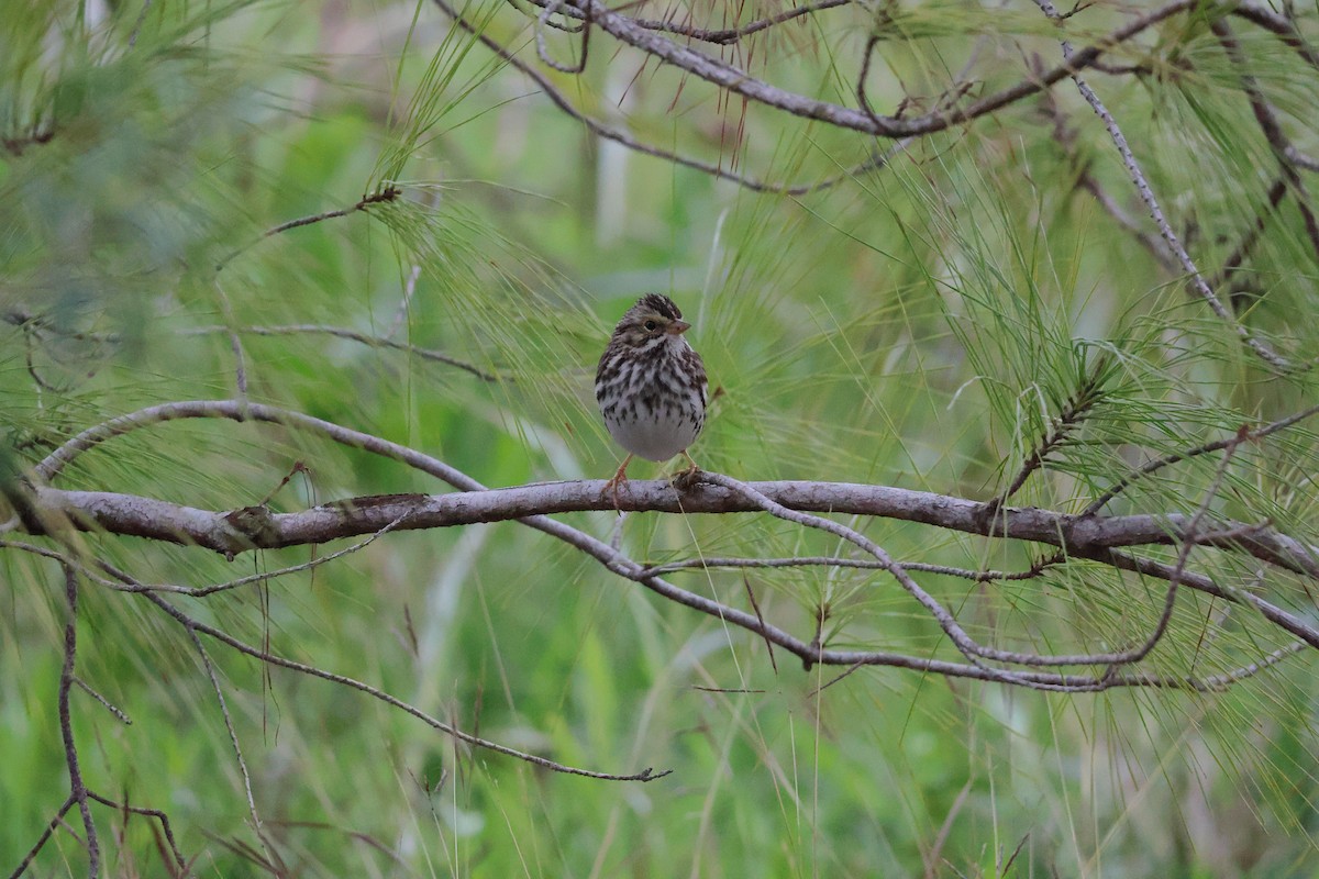 Savannah Sparrow - ML629112015