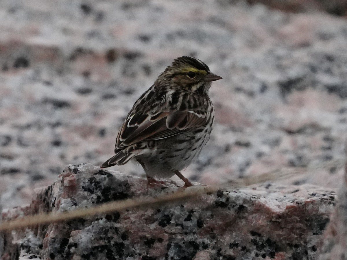 Savannah Sparrow - ML629112107