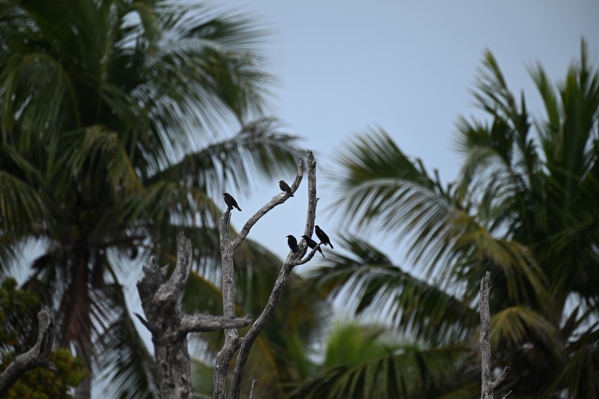 Tawny-shouldered Blackbird - ML629112133