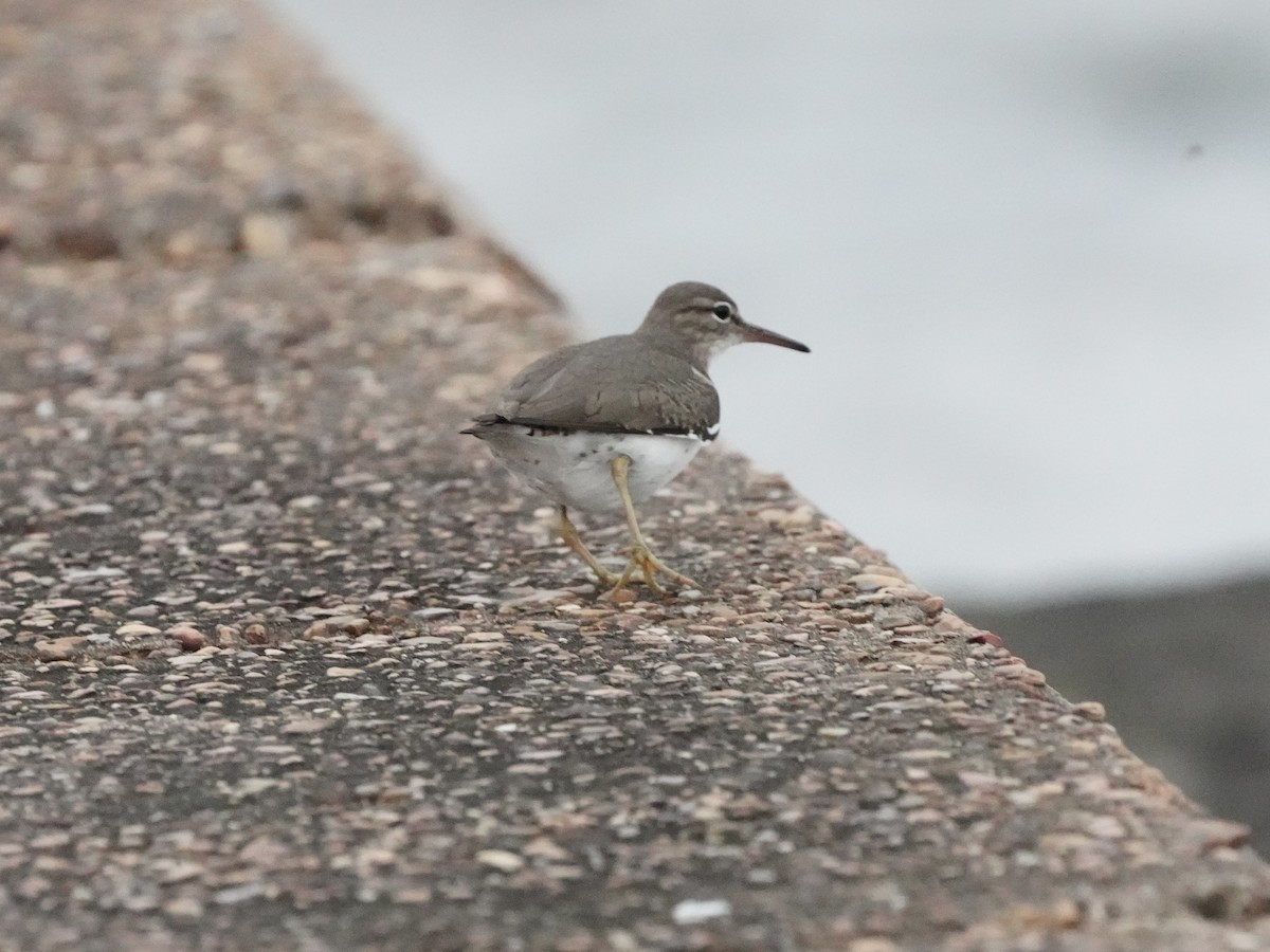 Spotted Sandpiper - ML629112217