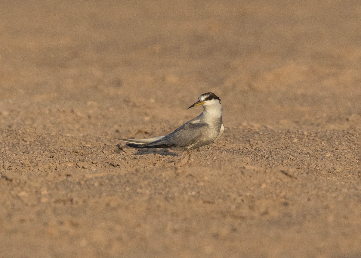 Peruvian Tern - ML629112299