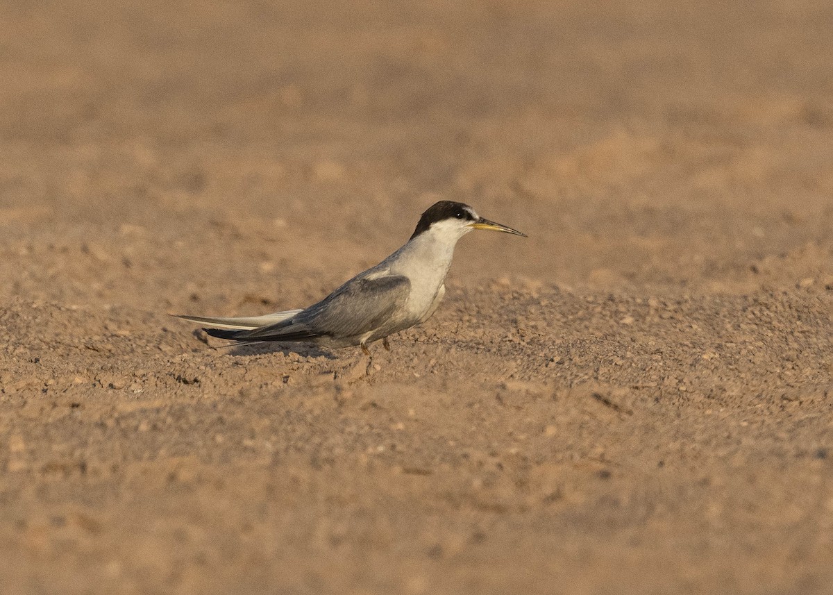 Peruvian Tern - ML629112302