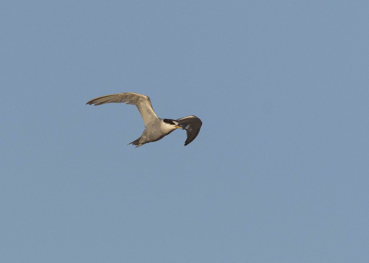 Peruvian Tern - ML629112304