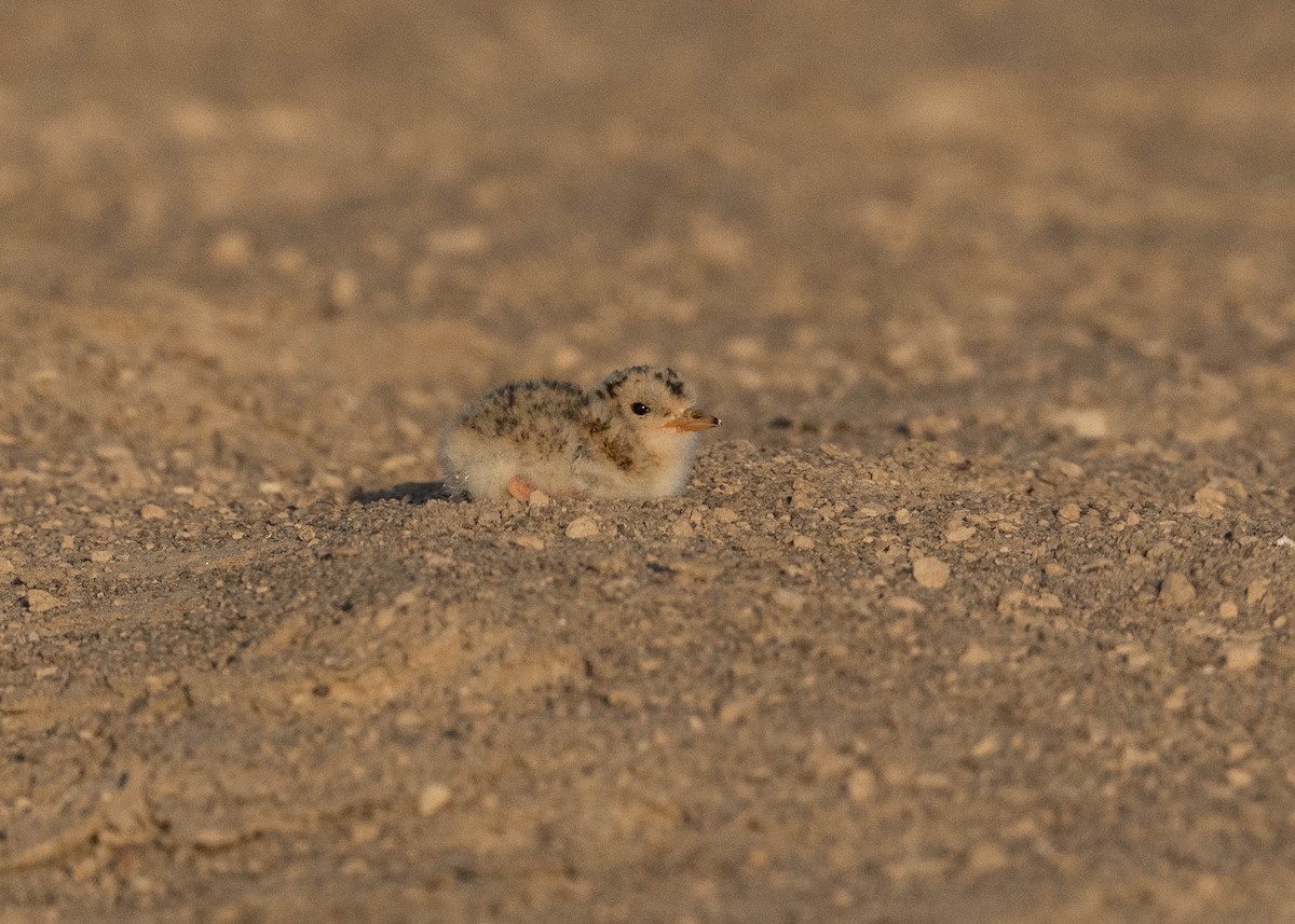 Peruvian Tern - ML629112321