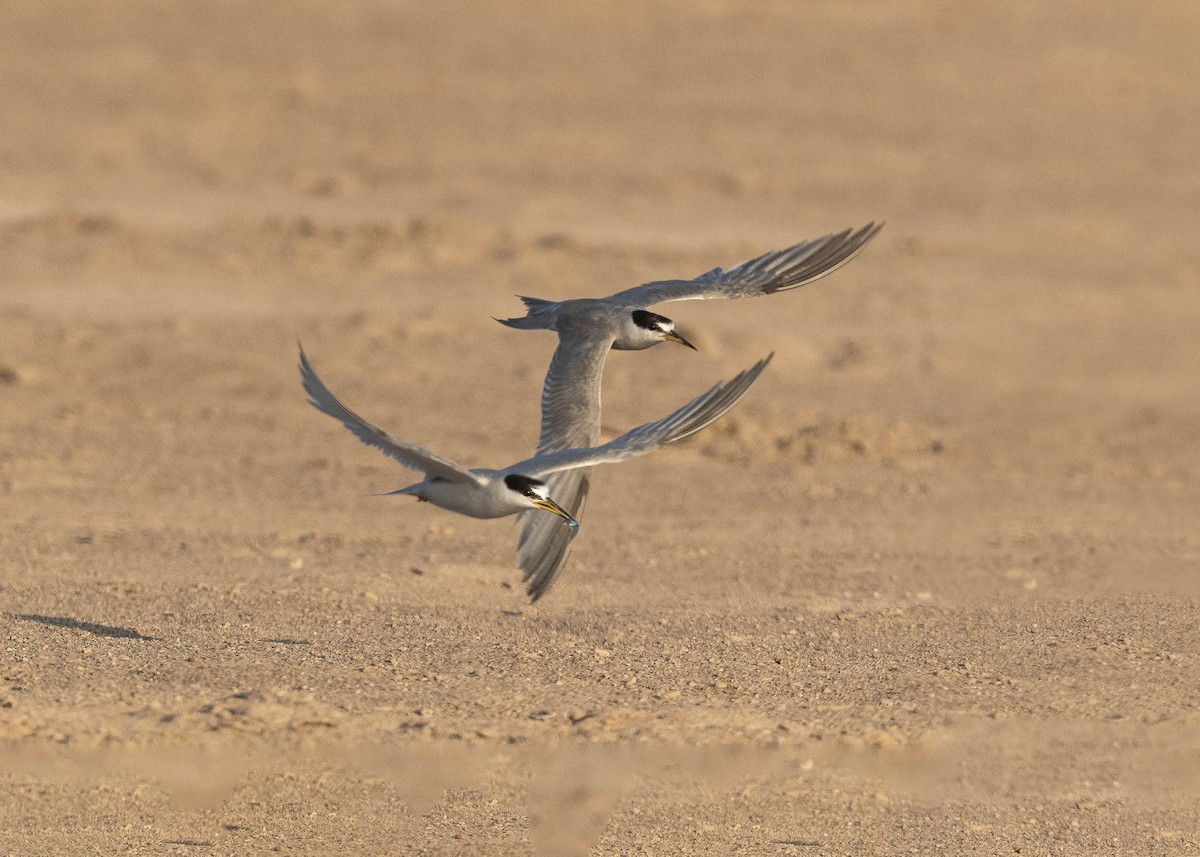 Peruvian Tern - ML629112322