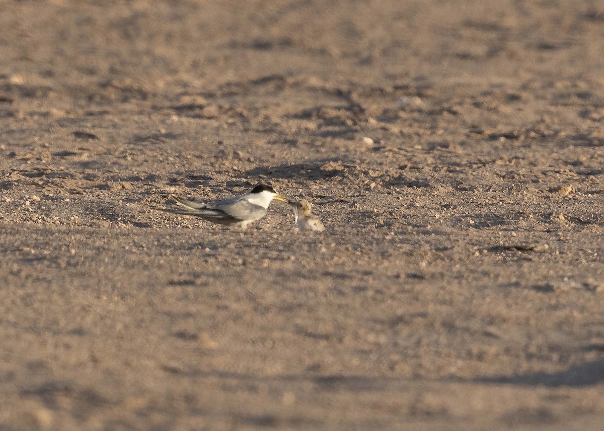 Peruvian Tern - ML629112324