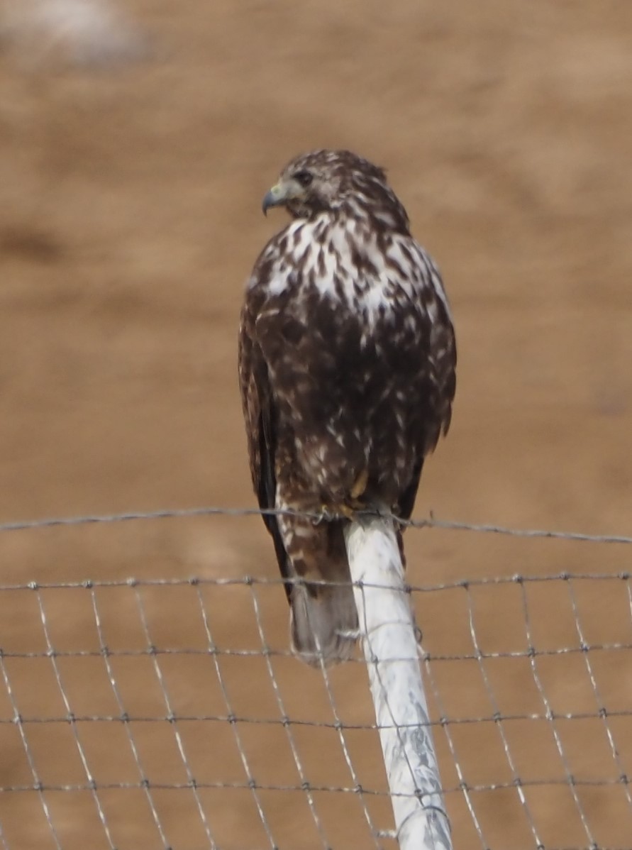 Red-tailed Hawk (Harlan's) - ML629112332