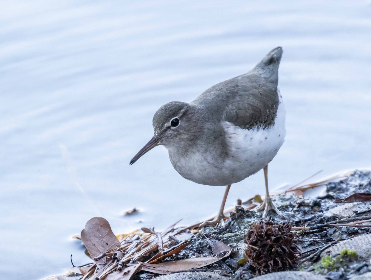 Spotted Sandpiper - ML629112380