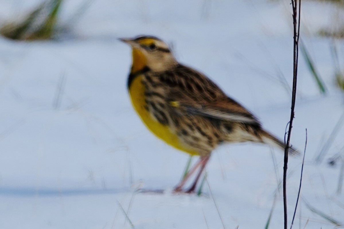 Eastern Meadowlark (Eastern) - ML629112391