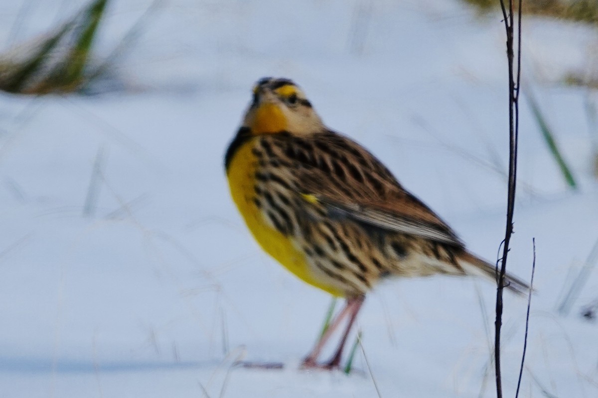 Eastern Meadowlark (Eastern) - ML629112392