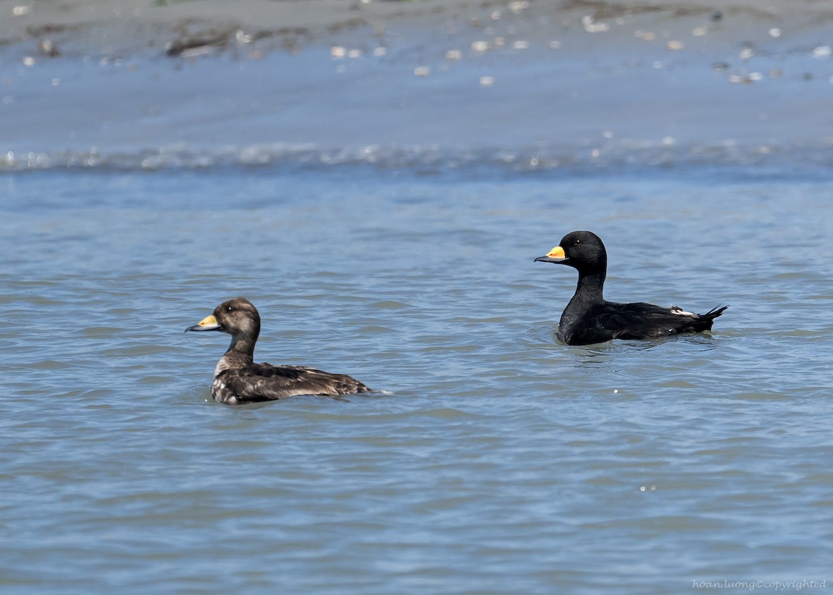 Black Scoter - ML629112574