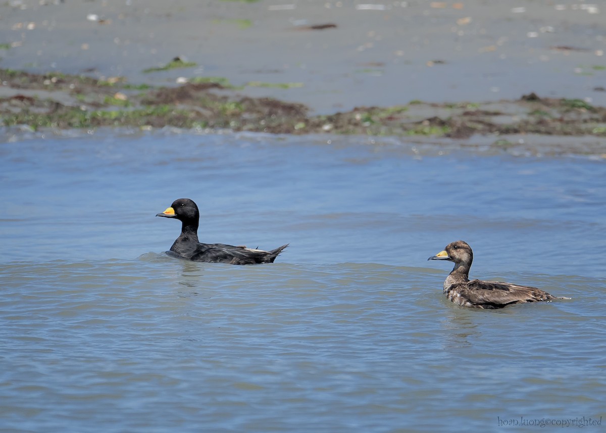 Black Scoter - ML629112575