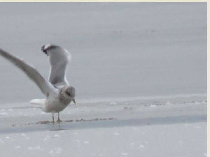 Short-billed Gull - ML629112593