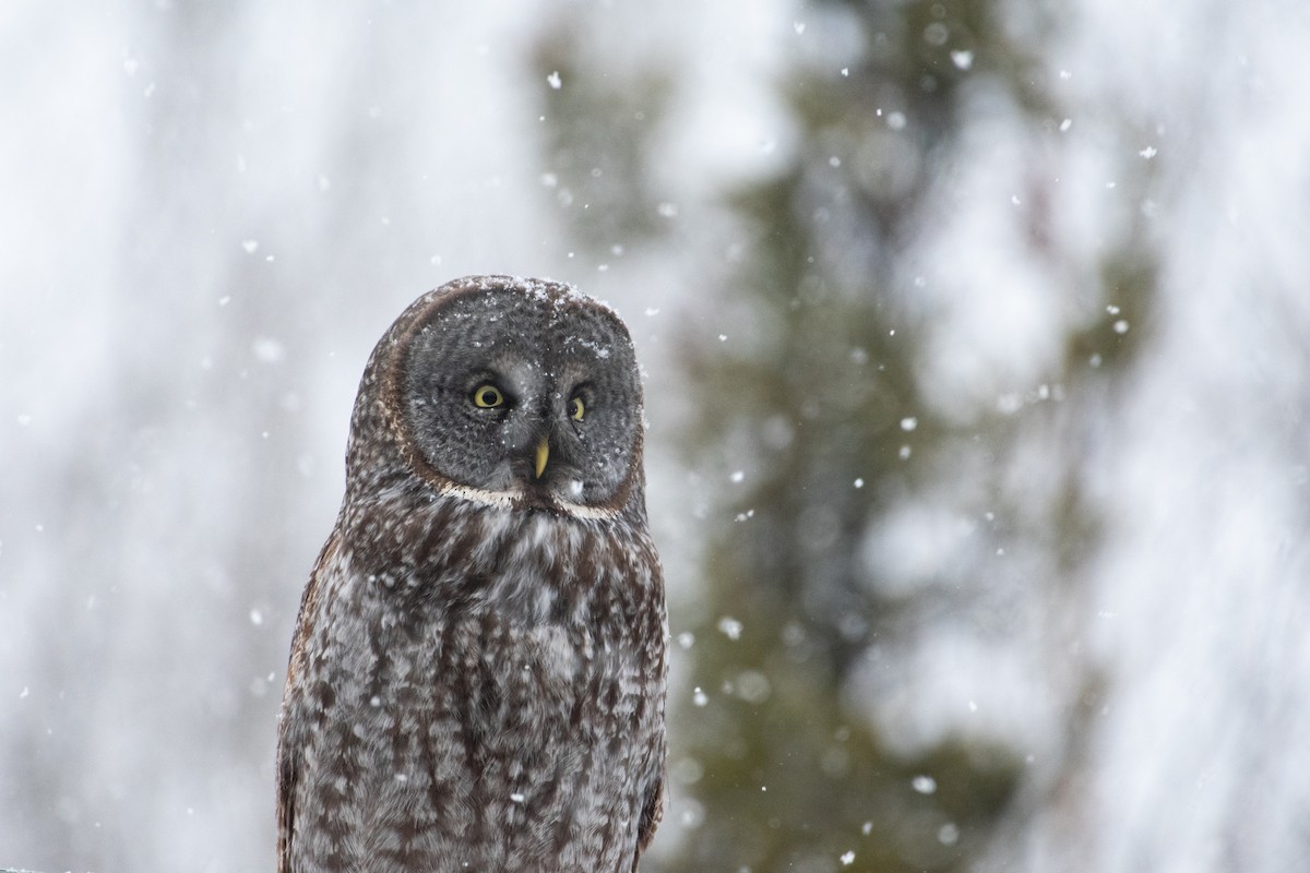 Great Gray Owl - ML629112633