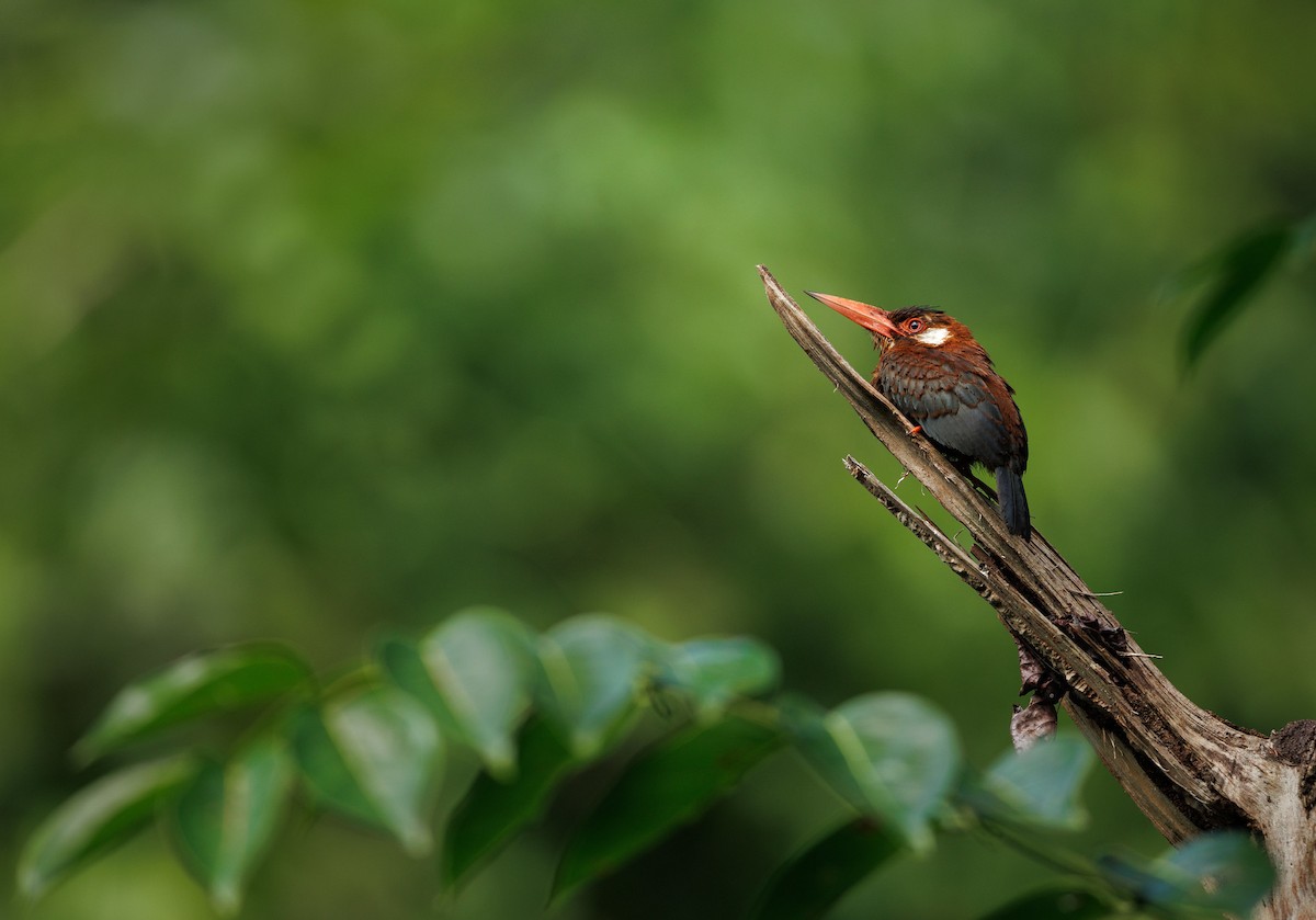 White-eared Jacamar - ML629112661