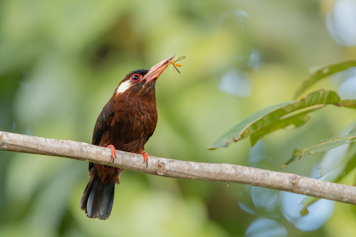 White-eared Jacamar - ML629112662