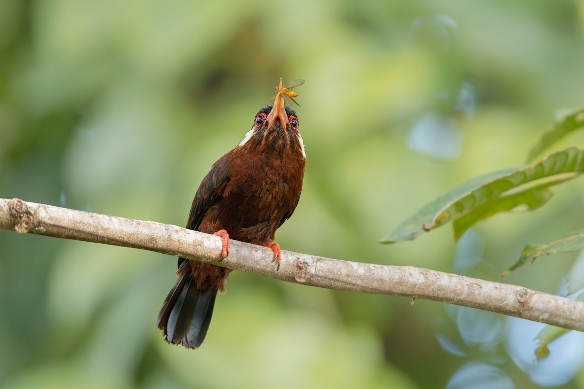 White-eared Jacamar - ML629112663