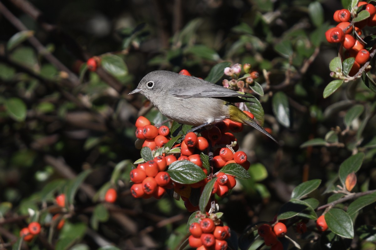 Virginia's Warbler - ML629112674