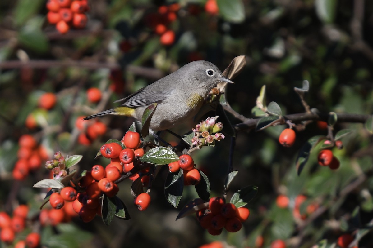 Virginia's Warbler - ML629112675