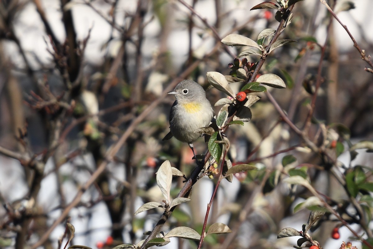 Virginia's Warbler - ML629112676