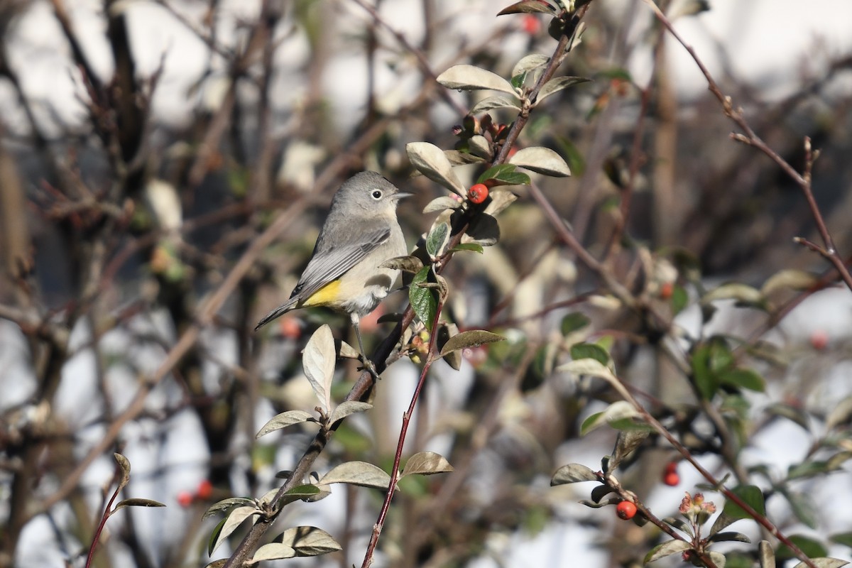 Virginia's Warbler - ML629112677
