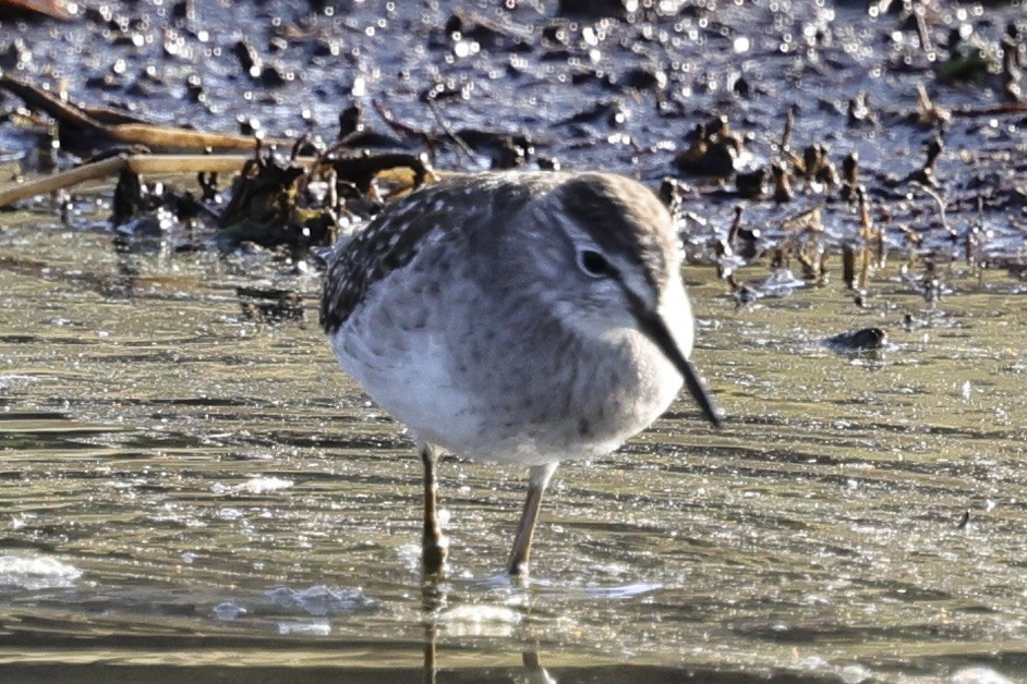 Wood Sandpiper - ML629112685