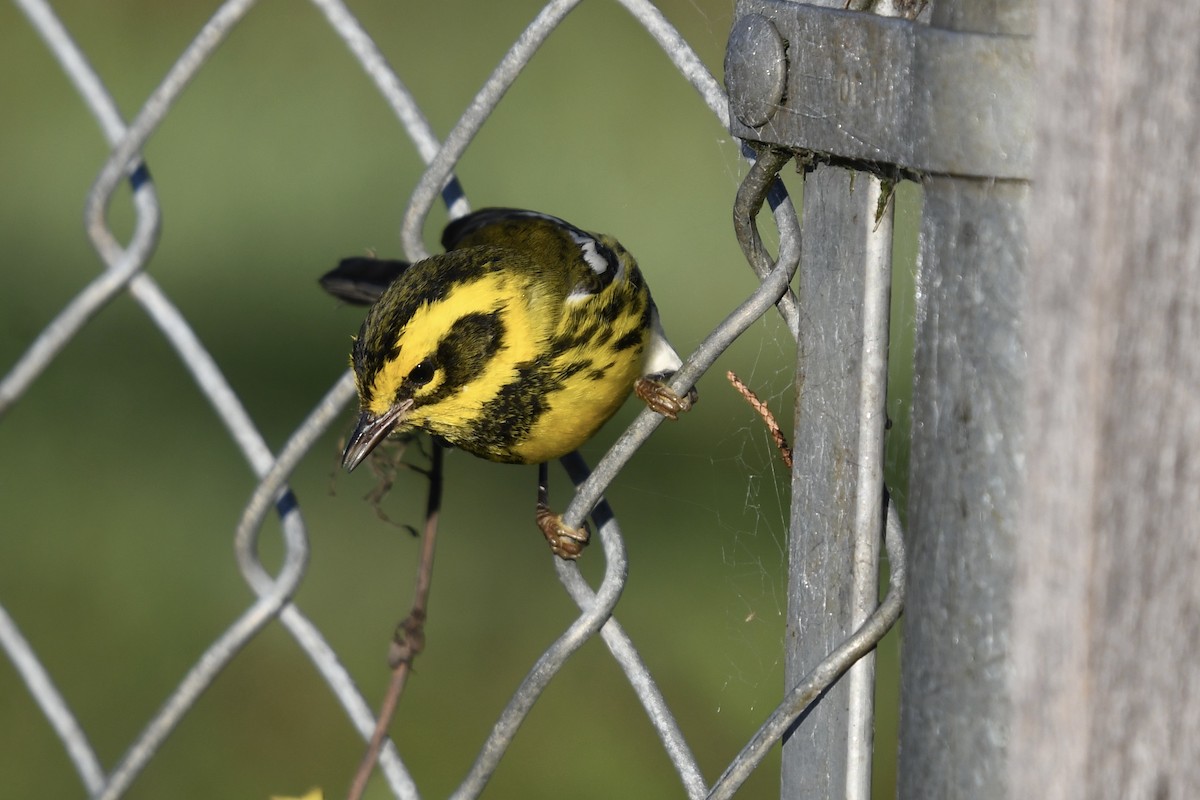 Townsend's Warbler - ML629112688