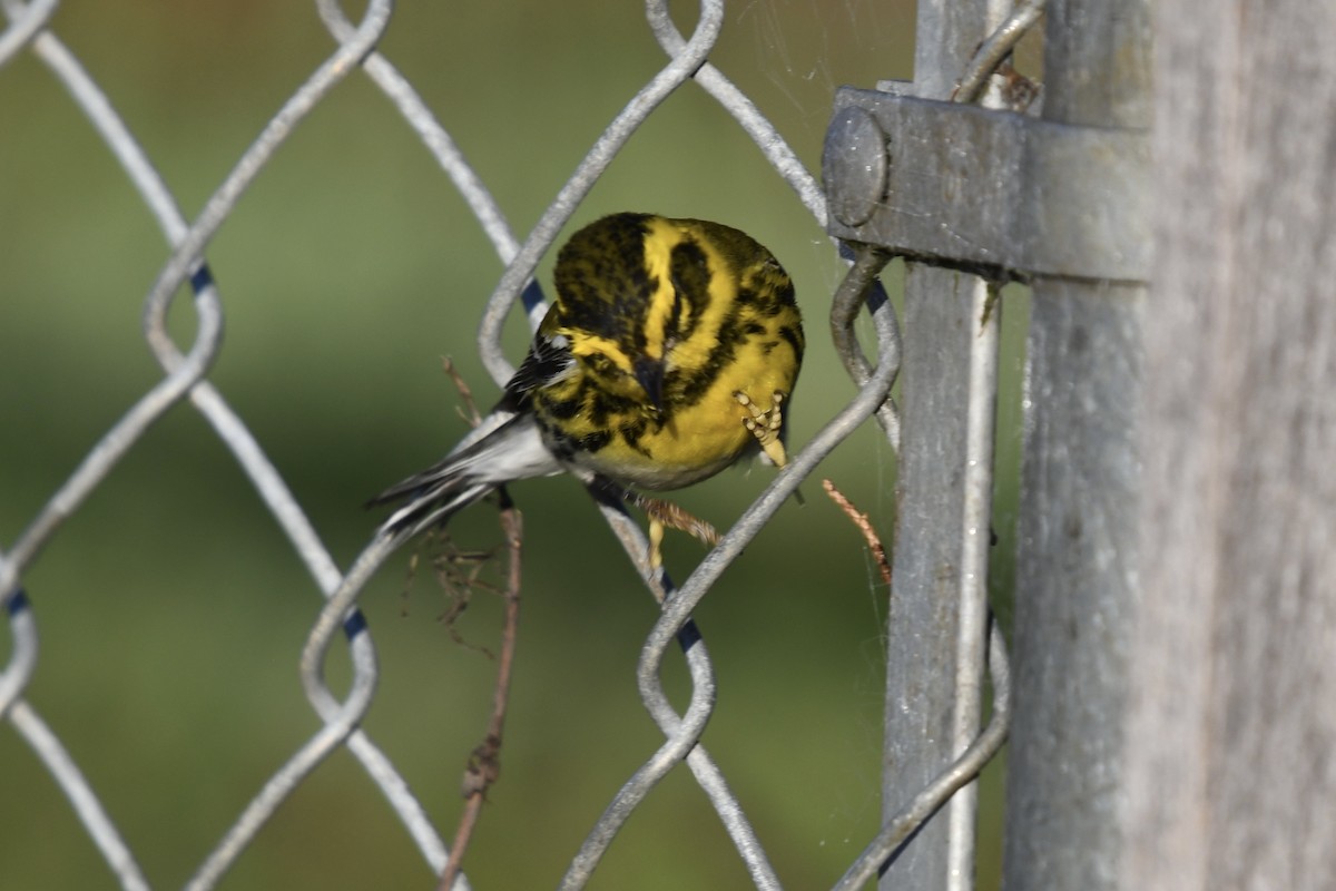 Townsend's Warbler - ML629112689