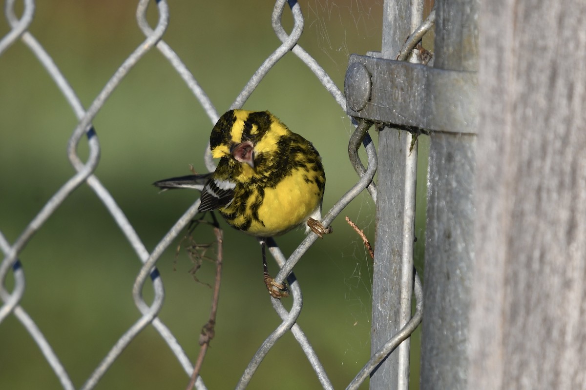 Townsend's Warbler - ML629112690