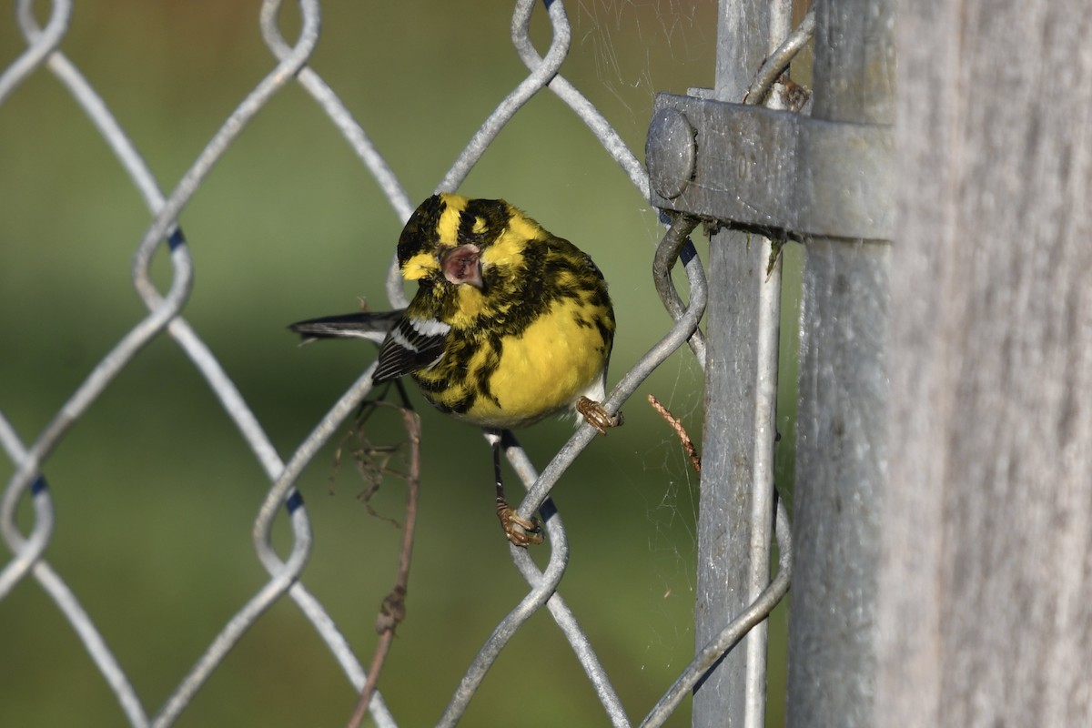 Townsend's Warbler - ML629112691