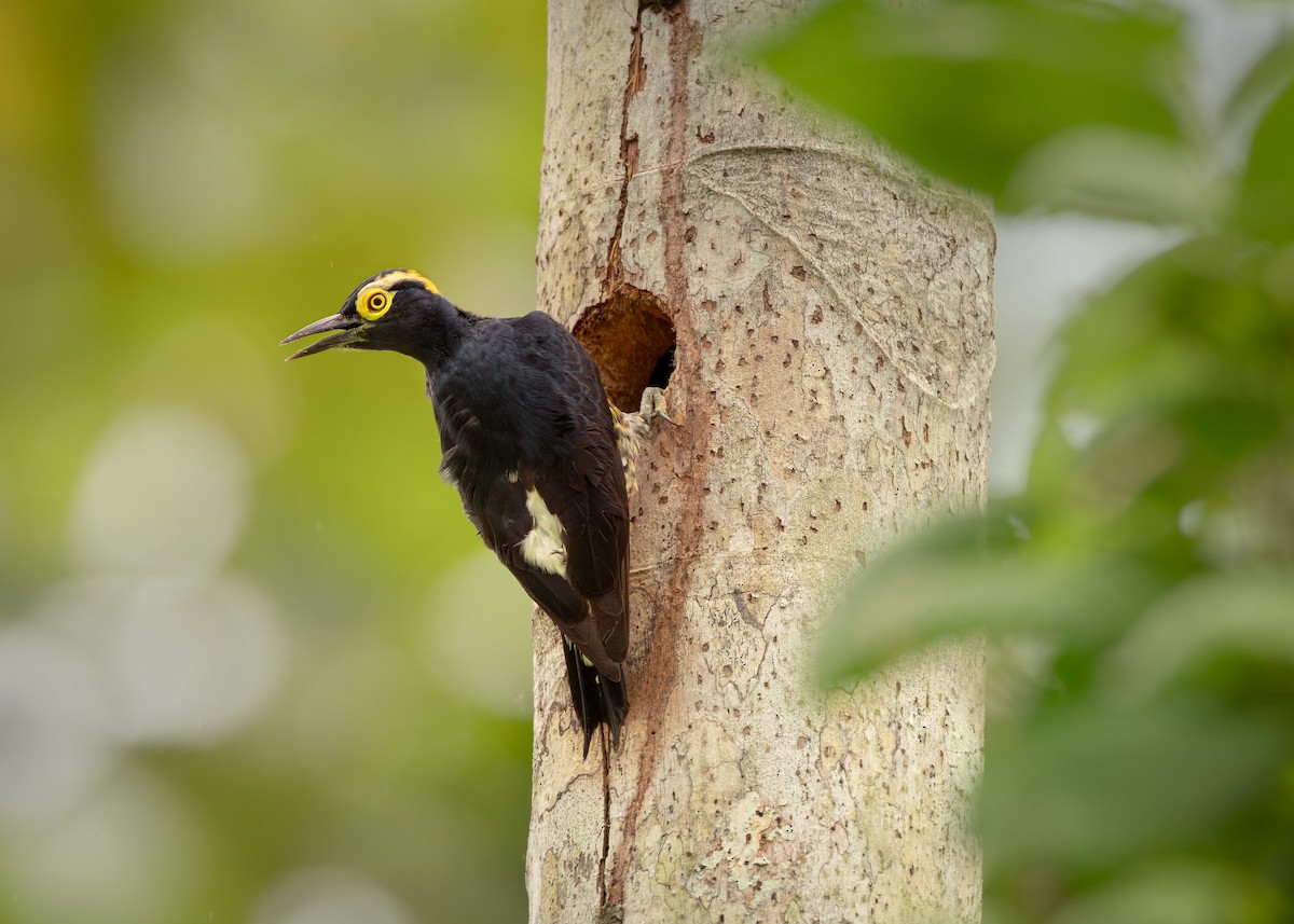 Yellow-tufted Woodpecker - ML629112711