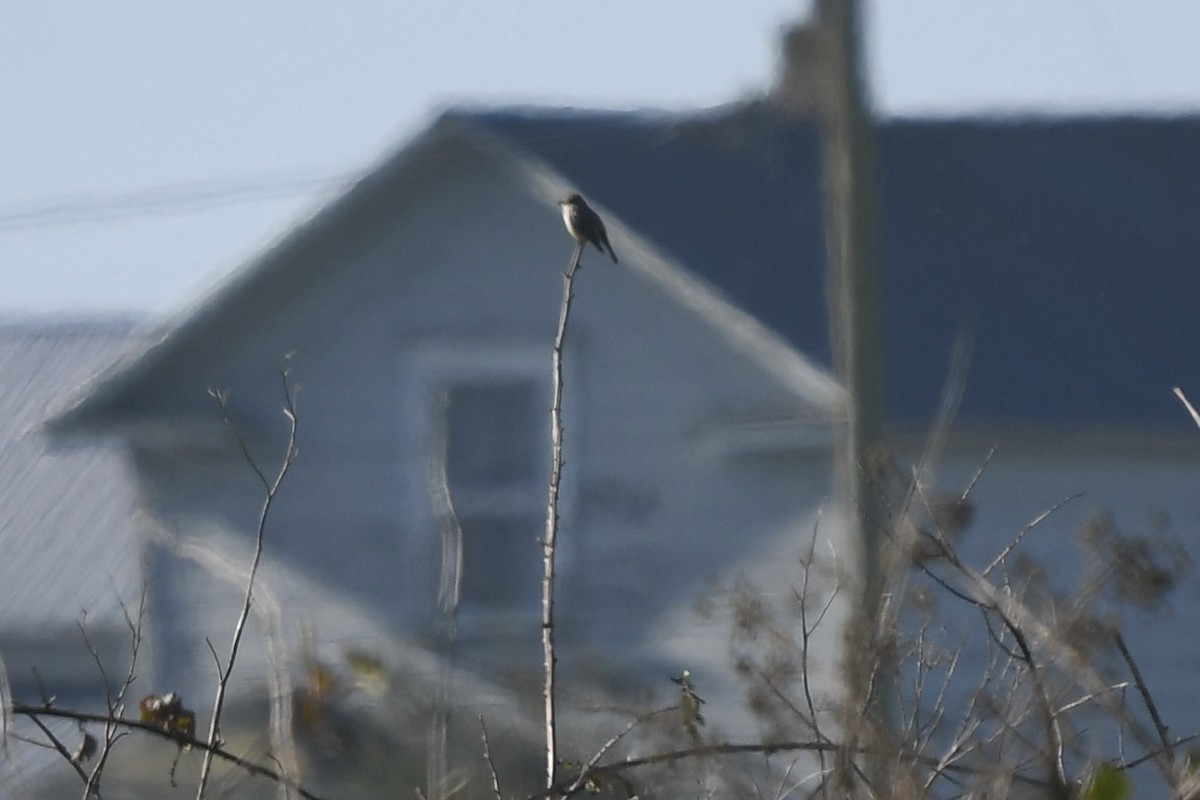 Vermilion Flycatcher - ML629112719