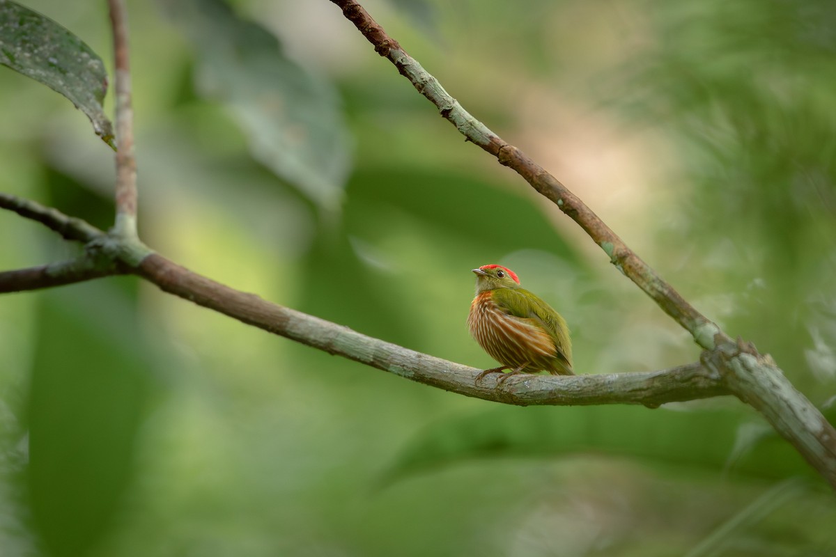 Striolated Manakin - ML629112734