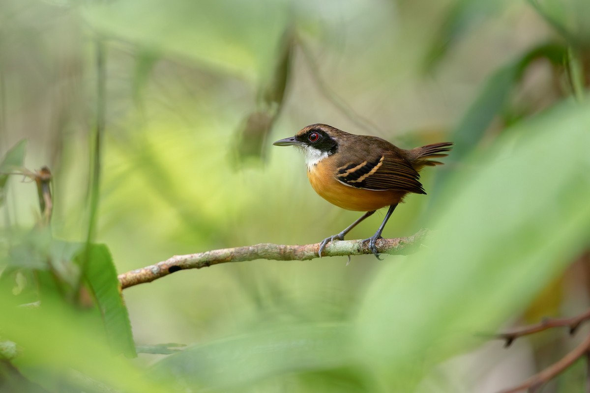 Black-faced Antbird - ML629112742