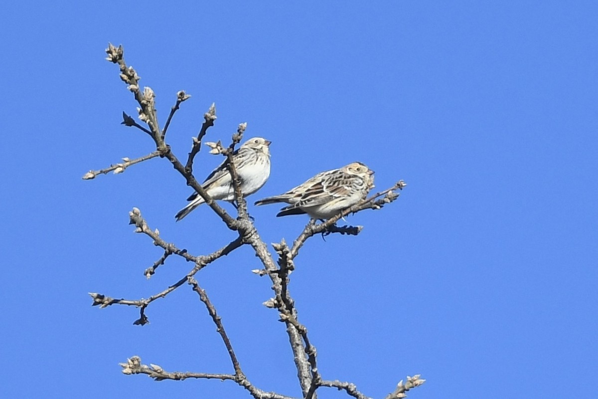 Lapland Longspur - ML629112760