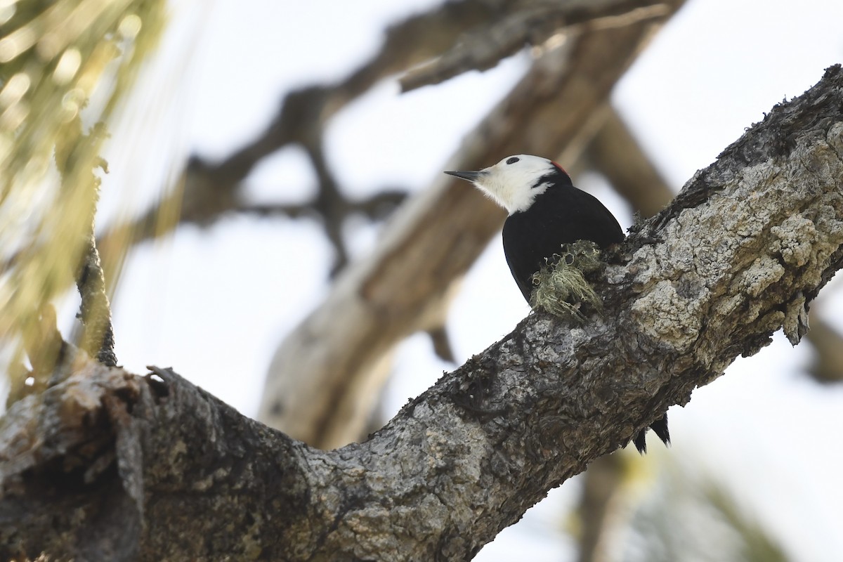 White-headed Woodpecker - ML629112790