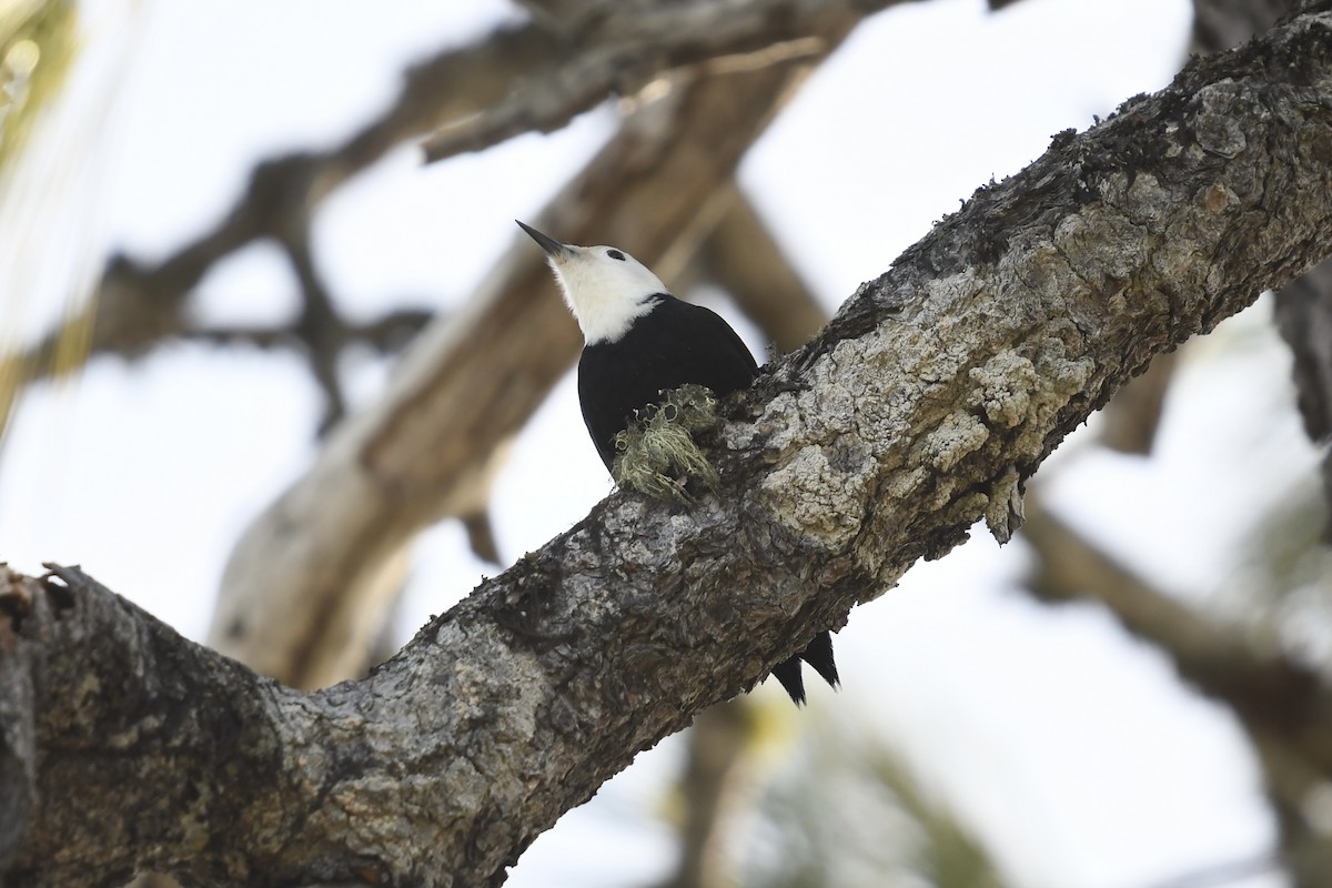 White-headed Woodpecker - ML629112792